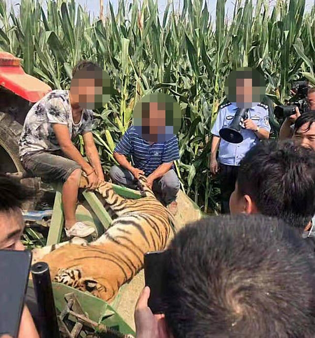밤샘 수색을 벌인 경찰은 다음 날 오전 10시 30분쯤 인근 옥수수밭에서 호랑이를 발견했고 진정제를 쏴 포획에 성공했다. 그러나 호랑이는 현지 동물원으로 이송되던 중 숨을 거뒀다./사진=펑파이신문