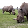 단 두 마리 남은 북부흰코뿔소, ‘인공배아’ 만드는데 성공 (연구)