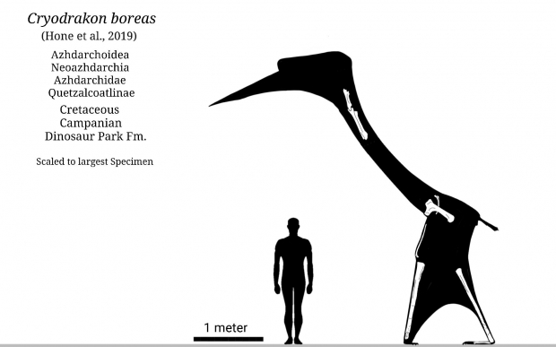 연구 주저자인 영국 퀸메리런던대의 데이비드 혼 박사는 크리오드라콘의 크기를 가늠할 수 있는 그림을 트위터에 공개했다.(사진=데이비드 혼/트위터)