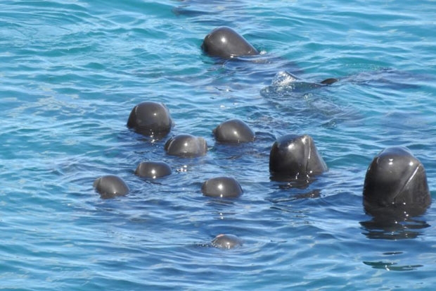 사진=돌핀 프로젝트