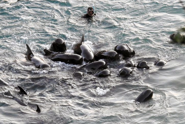 사진=돌핀 프로젝트