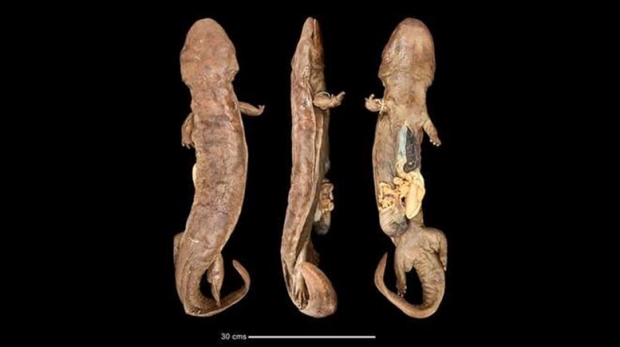 영국 자연사박물관이 70여년간 보존한 중국장수도롱뇽 표본.