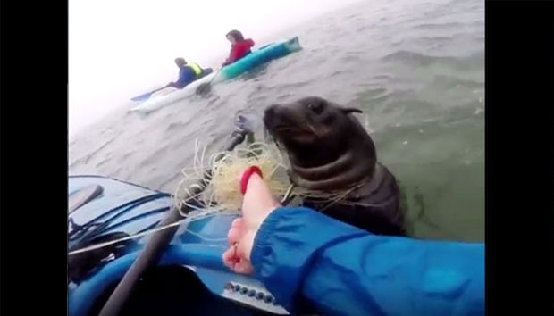 그물에 목이 졸린 바다사자는 잔뜩 겁을 먹어 도움의 손길에도 이빨을 드러내며 버둥거렸다./사진=오션 아르머 