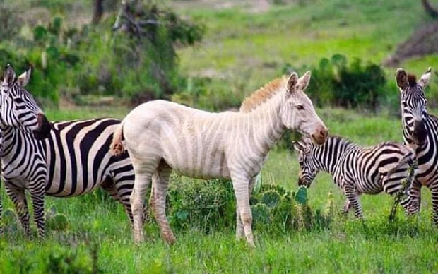 며칠 후 라이키피아 산악지대에서 이번에는 희귀 알비노 얼룩말이 포착됐다./사진=무투마 운타메드 페이스북
