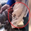 비닐봉지 3장 ‘꿀꺽’한 거대 물고기 구사일생