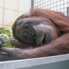 [안녕? 자연] 돈 벌려는 인간이 낸 산불 탓에…구조된 오랑우탄의 슬픈 눈