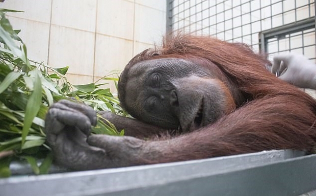 산불로부터 구조된 오랑우탄