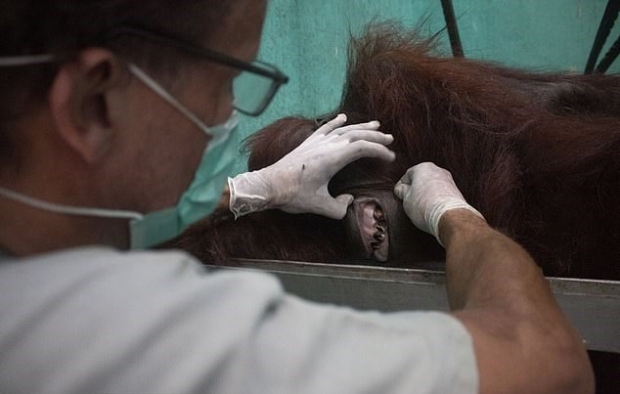 수의사에 치료 중인 구조된 오랑우탄