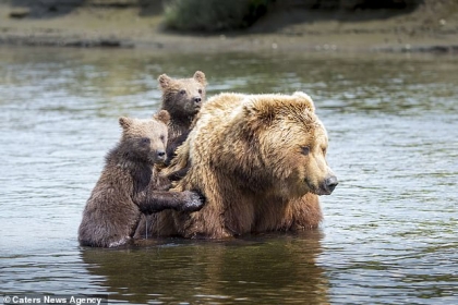 [애니멀 픽!] 엄마 등에 매달려 호수 건너는 아기 곰들