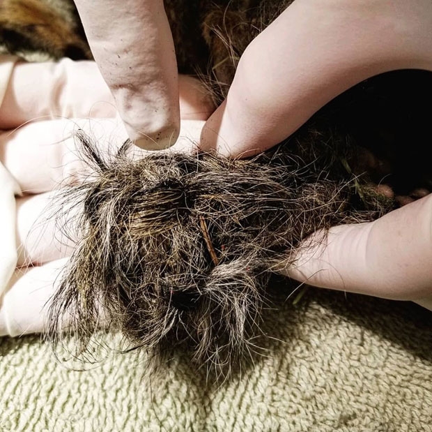 엉킨 다람쥐들의 꼬리를 해체했을 때 수액으로 보이는 끈적한 액체도 묻어 있지 않았으며, 매듭 역시 매우 일정하게 대칭을 이루며 땋아져 있었다./사진=켄싱턴조류동물병원 
