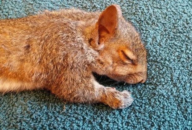 위스콘신에서 발견됐던 다람쥐 5마리는 20분간의 수술 후 상태가 회복됐다./사진=위스콘신휴메인소사이어티