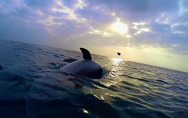 사진=BBC 야생의 스파이