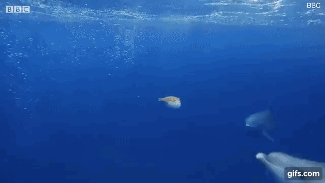 사진=BBC 야생의 스파이