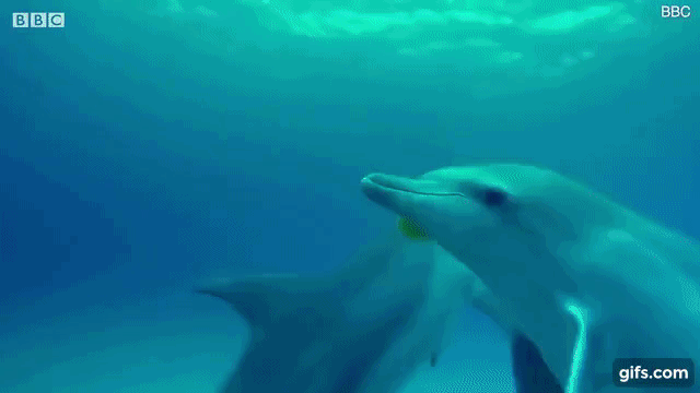 사진=BBC 야생의 스파이