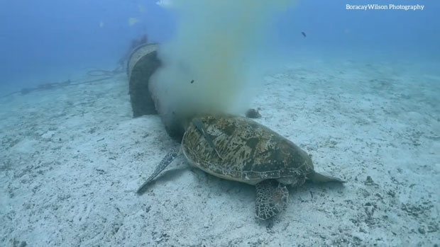 사진=박부건(보라카이윌슨) 인스타그램 @_boracaywilson 제공