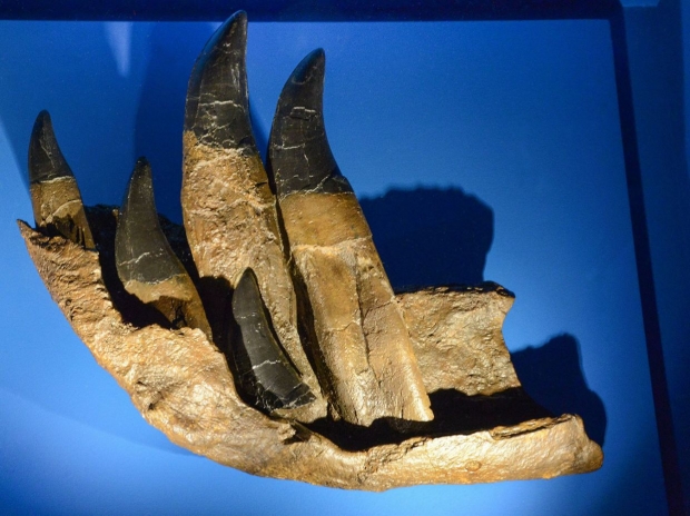 티렉스의 이빨 화석(사진=미국 자연사박물관)