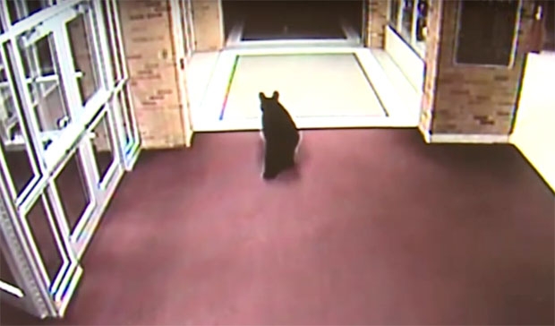 미국의 한 중학교에 아기곰 한 마리가 난입했다./사진=프리츠 중학교 CCTV