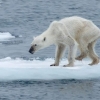 “북극곰들 이미 굶주렸다”…美 전문가 기후변화 심각성 경고