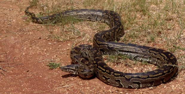 아프리카바위비단뱀(사진=더트래블닷컴)