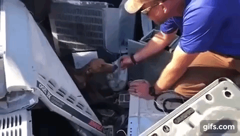 사진=빅독랜치레스큐