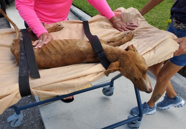 사진=빅독랜치레스큐