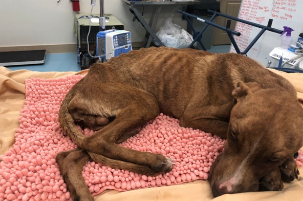 사진=빅독랜치레스큐