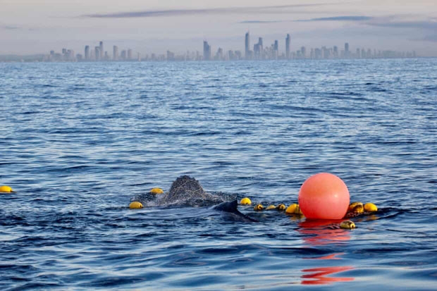 지난해 호주 퀸즐랜드 골드코스트에서 상어 차단 그물에 걸린 새끼 혹등고래./사진=휴메인소사이어티인터내셔널 및 호주해양보존협회