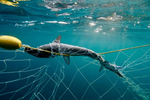 지난해 호주 퀸즐랜드 골드코스트에서 상어 차단 그물에 걸려 죽은 채 발견된 새끼 망치상어./사진=휴메인소사이어티인터내셔널 및 호주해양보존협회