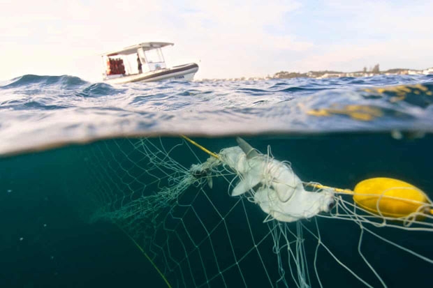사진=휴메인소사이어티인터내셔널 및 호주해양보존협회