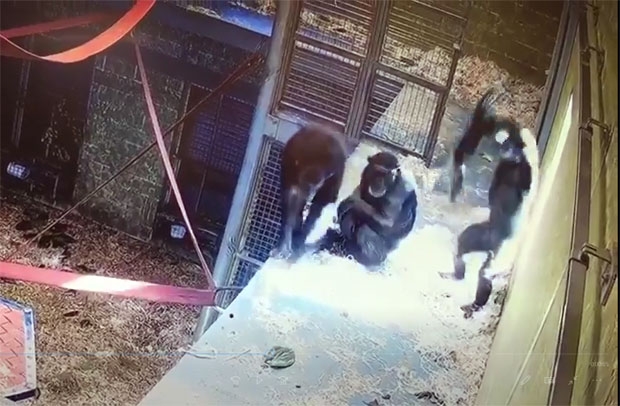 침팬지들에게서는 가끔 사람이 아닌가 하는 착각이 들 만큼 우리와 비슷한 행동을 엿볼 수 있다./사진=호주 모나르토 사파리 공원 페이스북