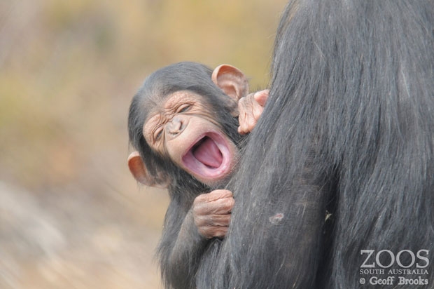 지난 봄 태어난 암컷 침팬지 ‘호프’/사진=모나르토 사파리 공원 페이스북