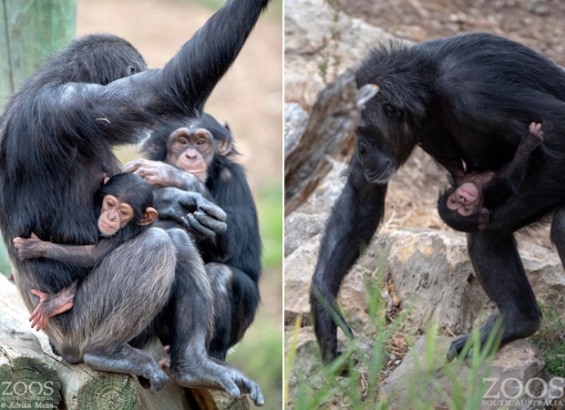 어미 침팬지 ‘한나’와 새끼 ‘호프’의 모습./사진=모나르토 사라피 공원 페이스북