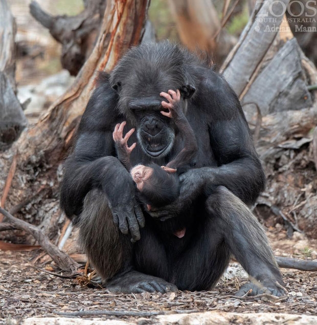 어미 침팬지 ‘한나’와 새끼 ‘호프’의 모습./사진=모나르토 사라피 공원 페이스북