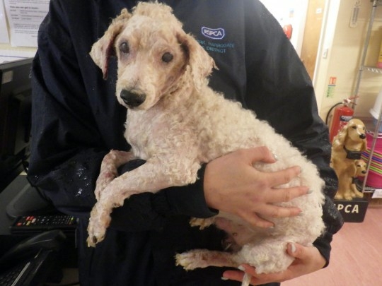 오스카는 새 가족을 찾았지만 평생 치료를 받아야하는 후유증이 생겼다.