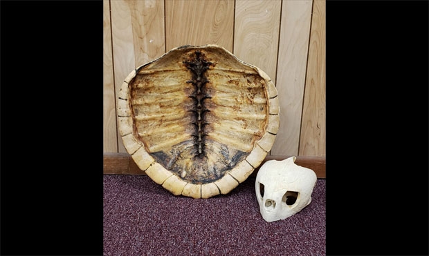 현장에서는 세계에서 가장 희귀한 멸종위기 야생거북 ‘캠프각시바다거북’의 등껍질도 여럿 발견됐다./사진=FWC