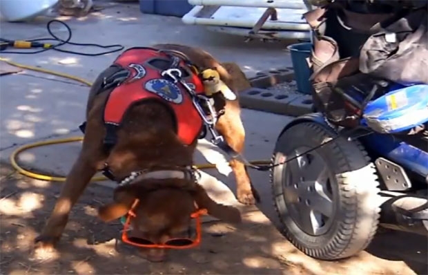 메이슨의 안내견 벨라./사진=폭스뉴스 캡쳐