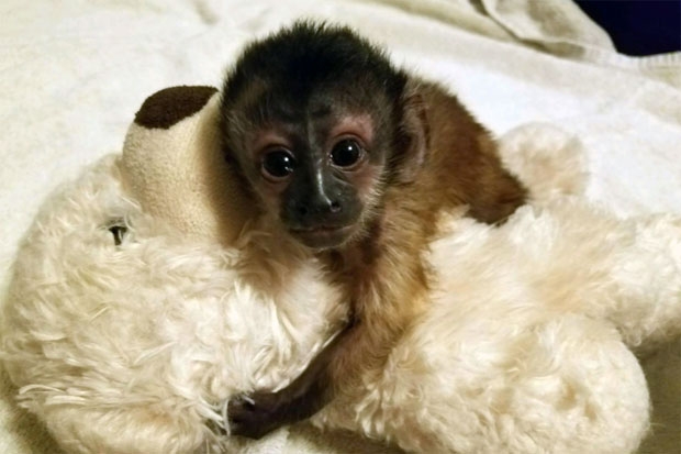 출생 당시 새끼 원숭이 ‘피켓’의 모습./사진=라이트 파크 주 페이스북