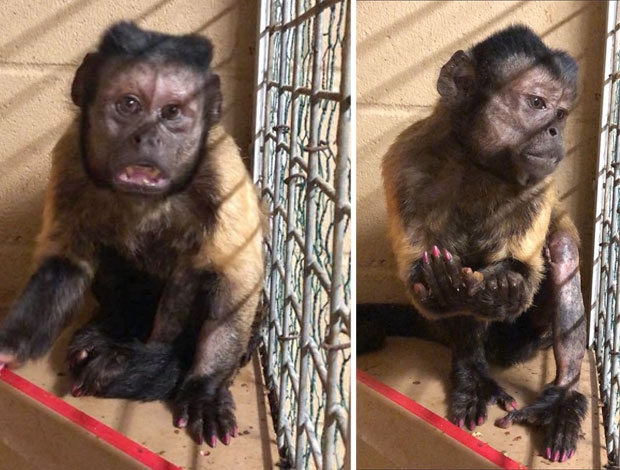 새끼 원숭이 ‘피켓’이 도시 변두리에서 발견된 후, 아빠 원숭이 ‘번’은 우리 안에서 무릎에 심각한 부상을 입은 채로 발견됐다./사진=라이트 파크 주 페이스북