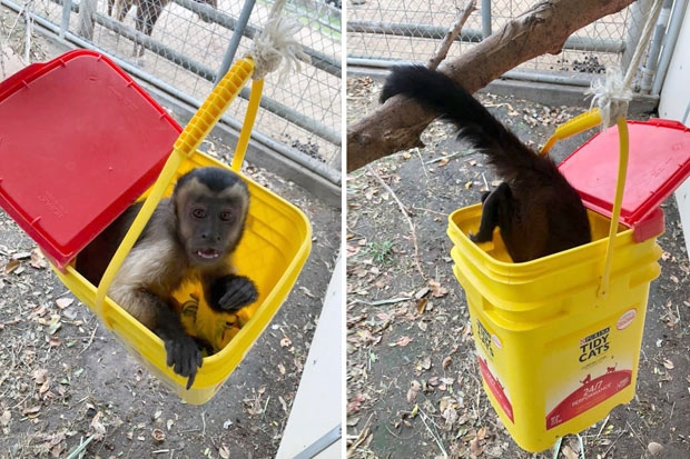 아빠의 죽음을 모르는 새끼 원숭이 ‘피켓’은 무리와 섞여 건강하게 지내고 있다./사진=라이트 파크 주 페이스북