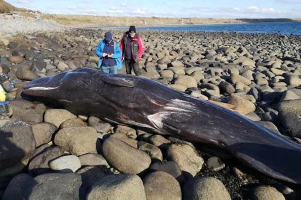 사진=데일리포스트 캡쳐