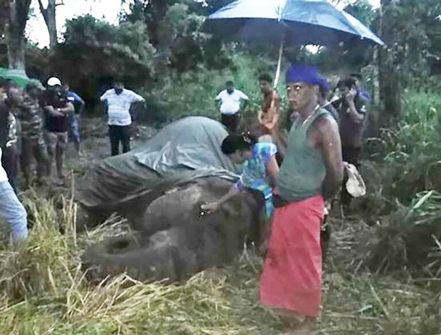 사진=무빙 애니멀스