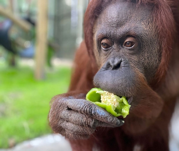 사진=Center for Great Apes 페이스북