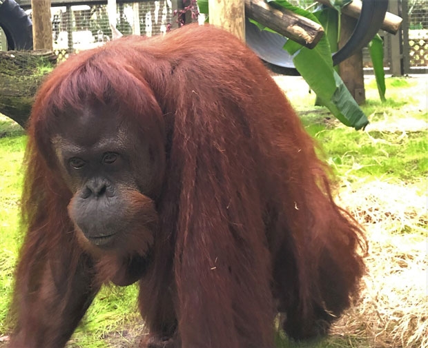 사진=Center for Great Apes 페이스북