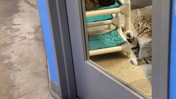 독방에 갇혀 불만이 가득한 고양이 킬티의 모습.(사진=Free_Quilty/인스타그램)