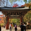 [윤기자의 콕 찍어주는 그곳] 가을이, 산으로 내려오셨네 ― 내장산 단풍축제