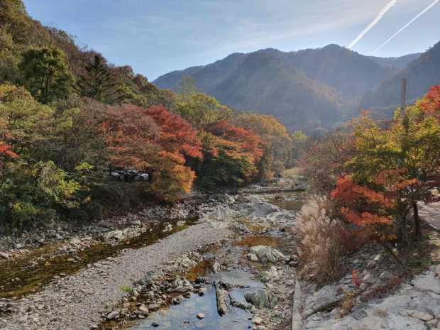 올해는 예전에 비해 단풍이 많이 늦어진 대신 빛깔은 훨씬 곱다.