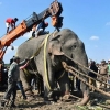 [여기는 인도] 사람 5명 죽인 ‘살인 코끼리’, 포획 후 ‘의문사’ 논란