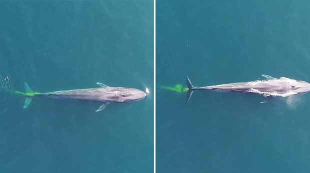 사진=이안 비제