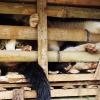 [여기는 베트남] ‘고양이 고기’ 여전한 인기에 고양이 밀수 극성