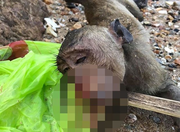 사진=퐁팟 비라디타논 페이스북